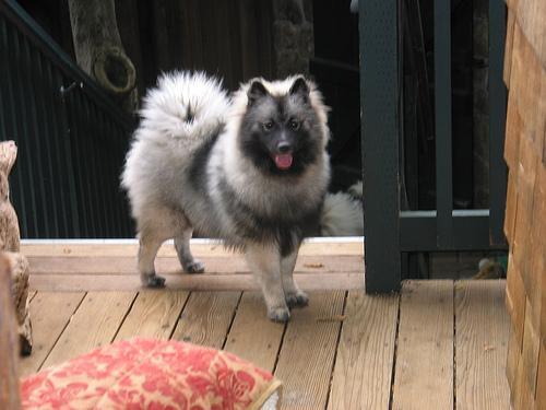 Keeshond — 4