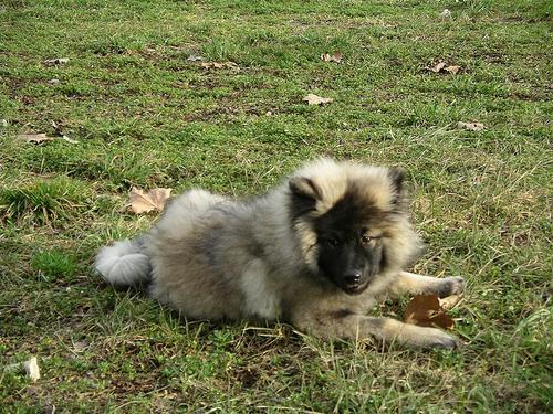 Keeshond — 5