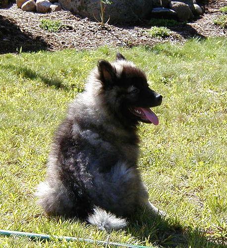 Keeshond — 6