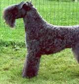 Kerry Blue Terrier — 1
