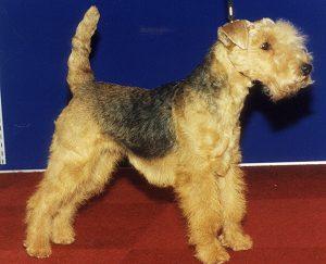 Kerry Blue Terrier — 2