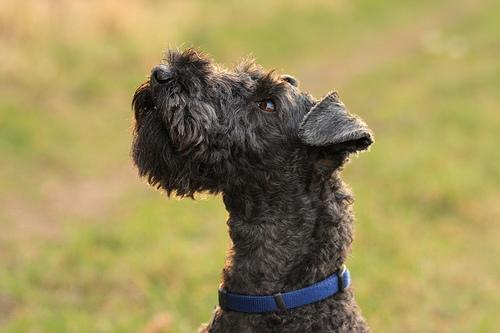 Kerry Blue Terrier — 3