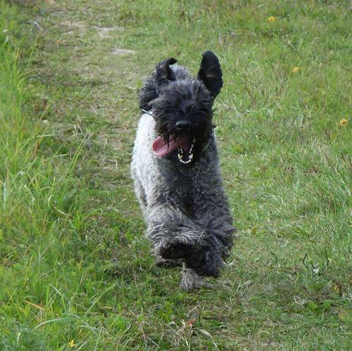 Kerry Blue Terrier — 4