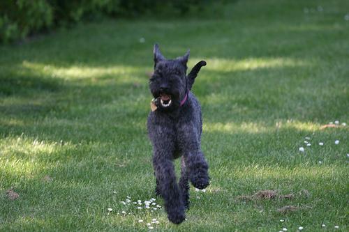 Kerry Blue Terrier — 5