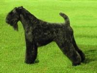 Kerry Blue Terrier — 6