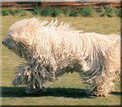 Komondor — 1