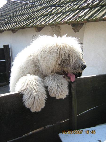 Komondor — 2