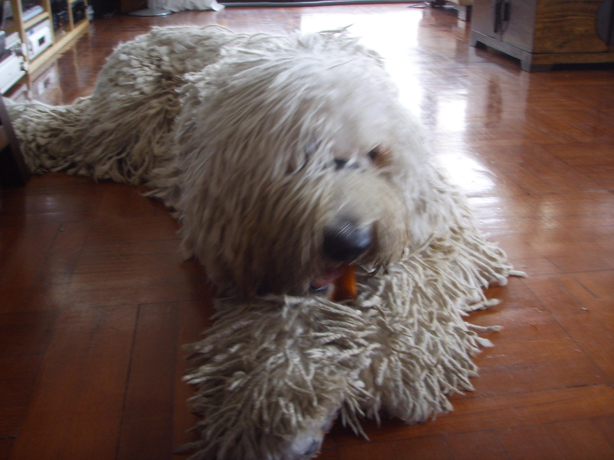 Komondor — 3