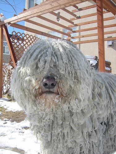 Komondor — 4