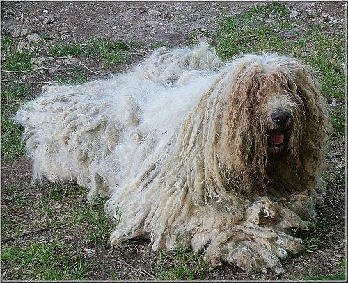 Komondor — 5