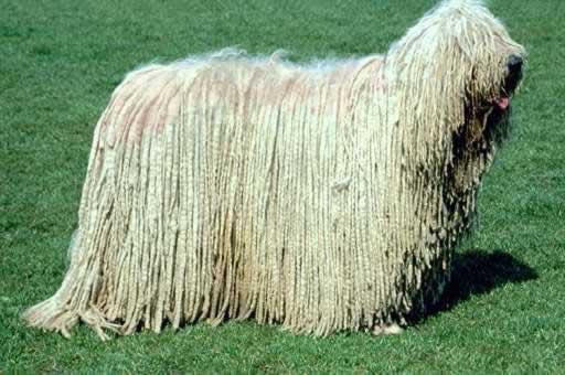 Komondor — 6