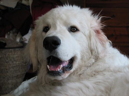 Kuvasz — 1