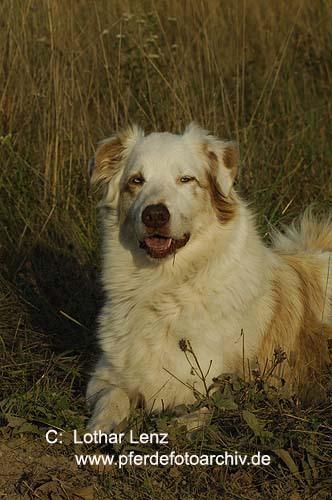 Kuvasz — 2