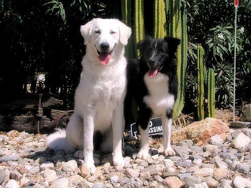 Kuvasz — 3