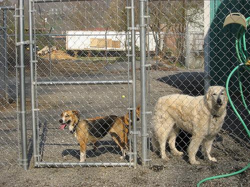 Kuvasz — 4
