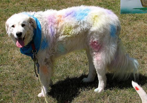 Kuvasz — 5