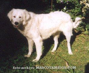 Kuvasz — 6