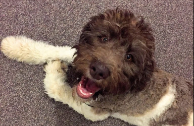 Labradoodle — 1