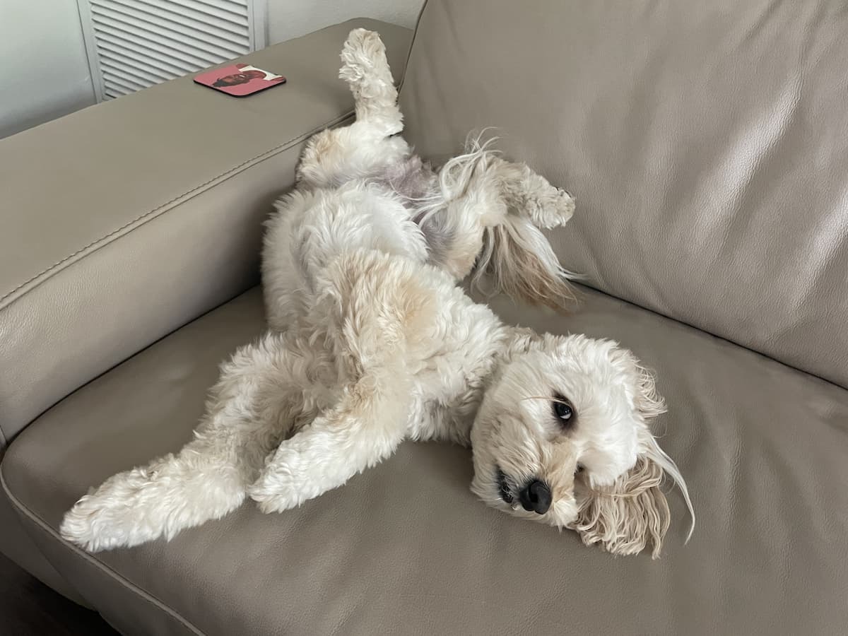 Labradoodle — 2