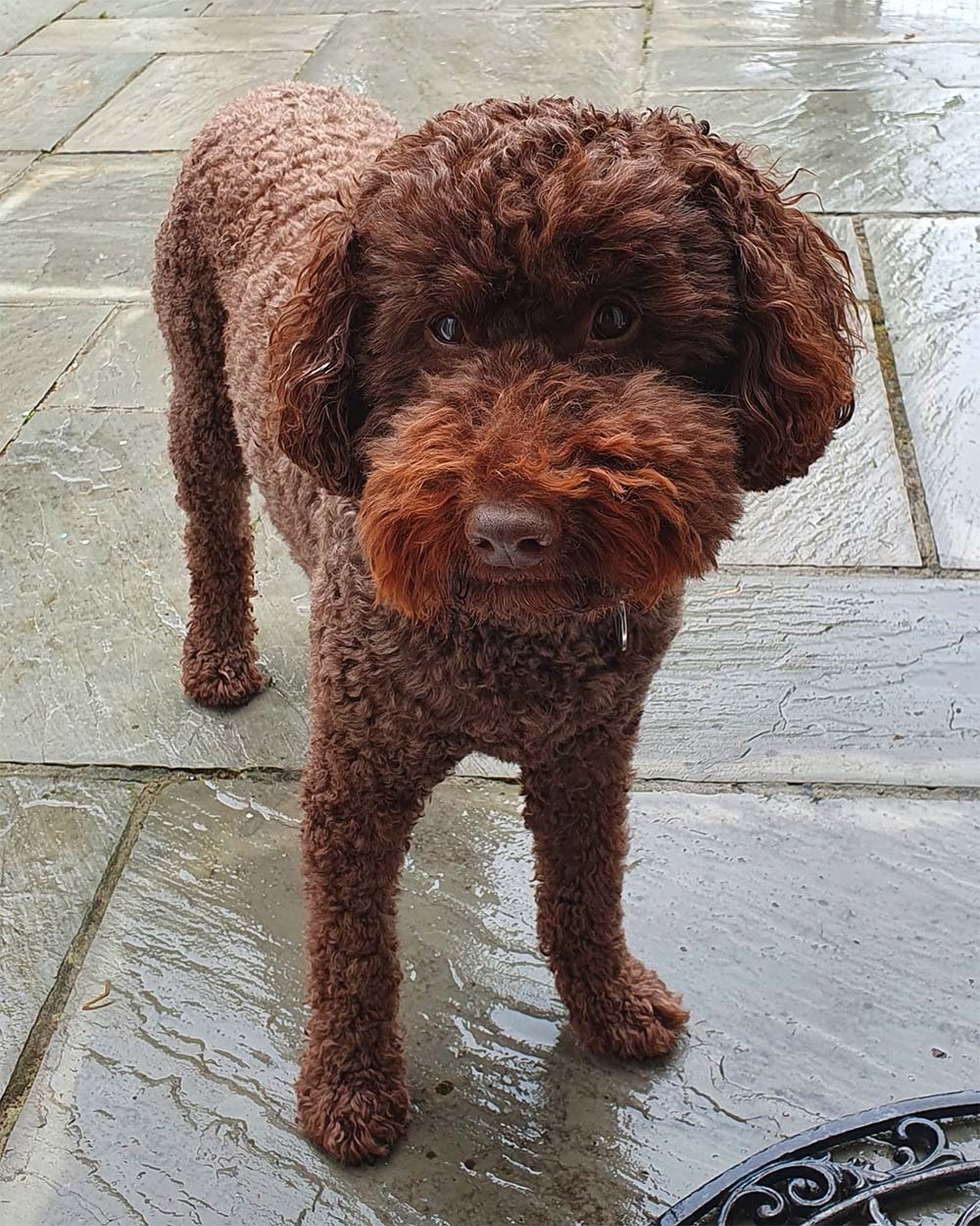 Labradoodle — 3