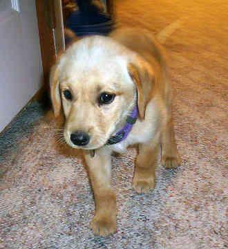 Labrador Retriever — 1