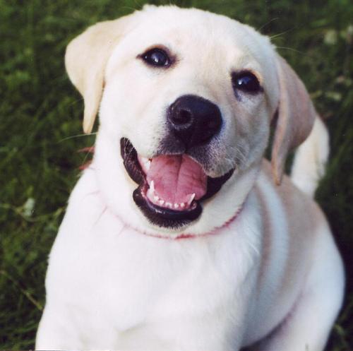 Labrador Retriever — 2