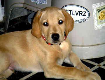 Labrador Retriever — 3