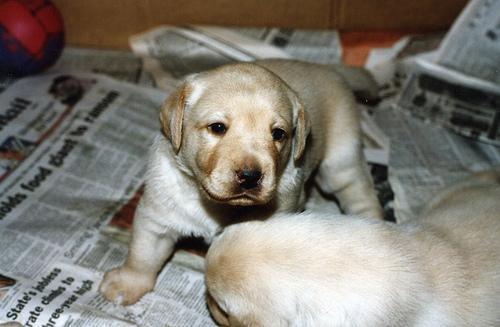 Labrador Retriever — 4