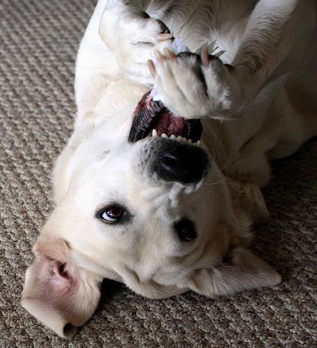 Labrador Retriever — 5