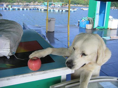 Labrador Retriever — 6