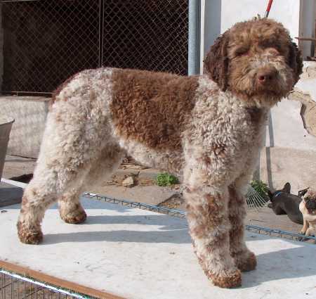 Lagotto Romagnolo — 1
