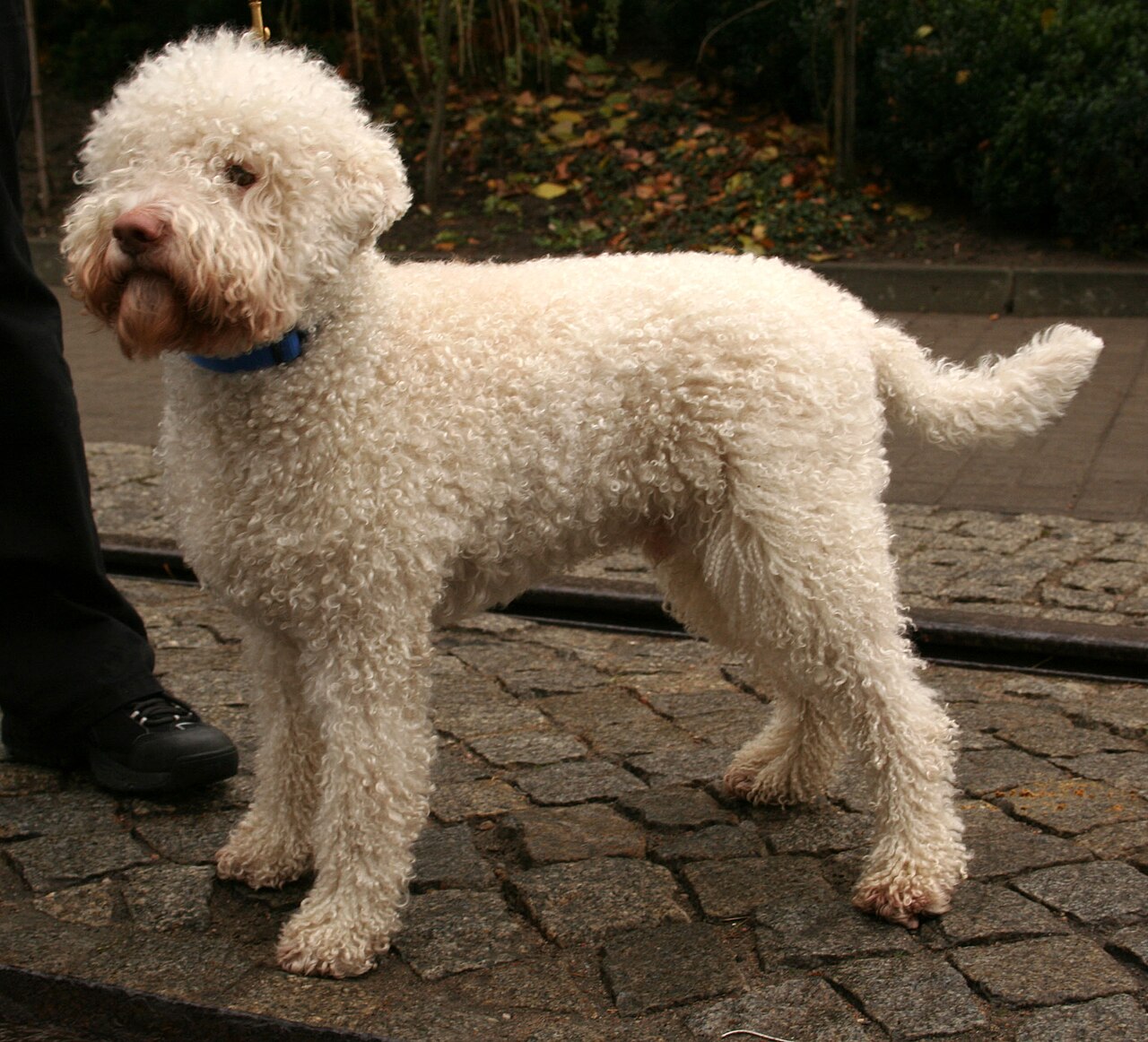 Lagotto Romagnolo — 2