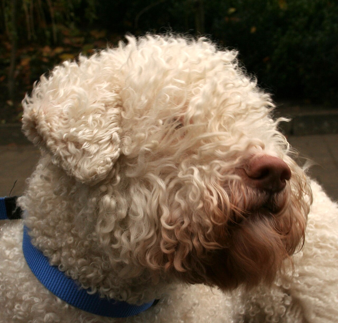 Lagotto Romagnolo — 3