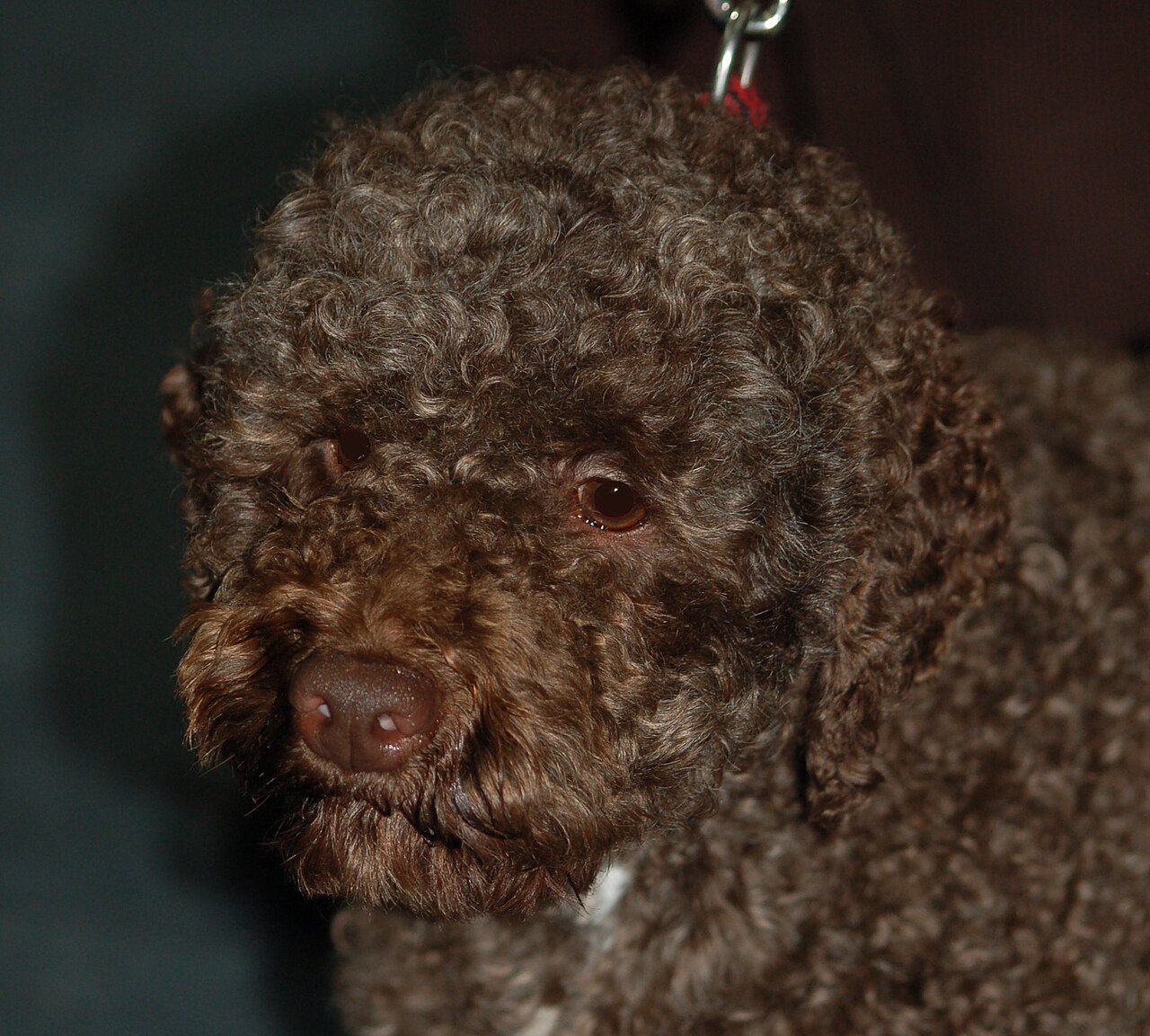 Lagotto Romagnolo — 4