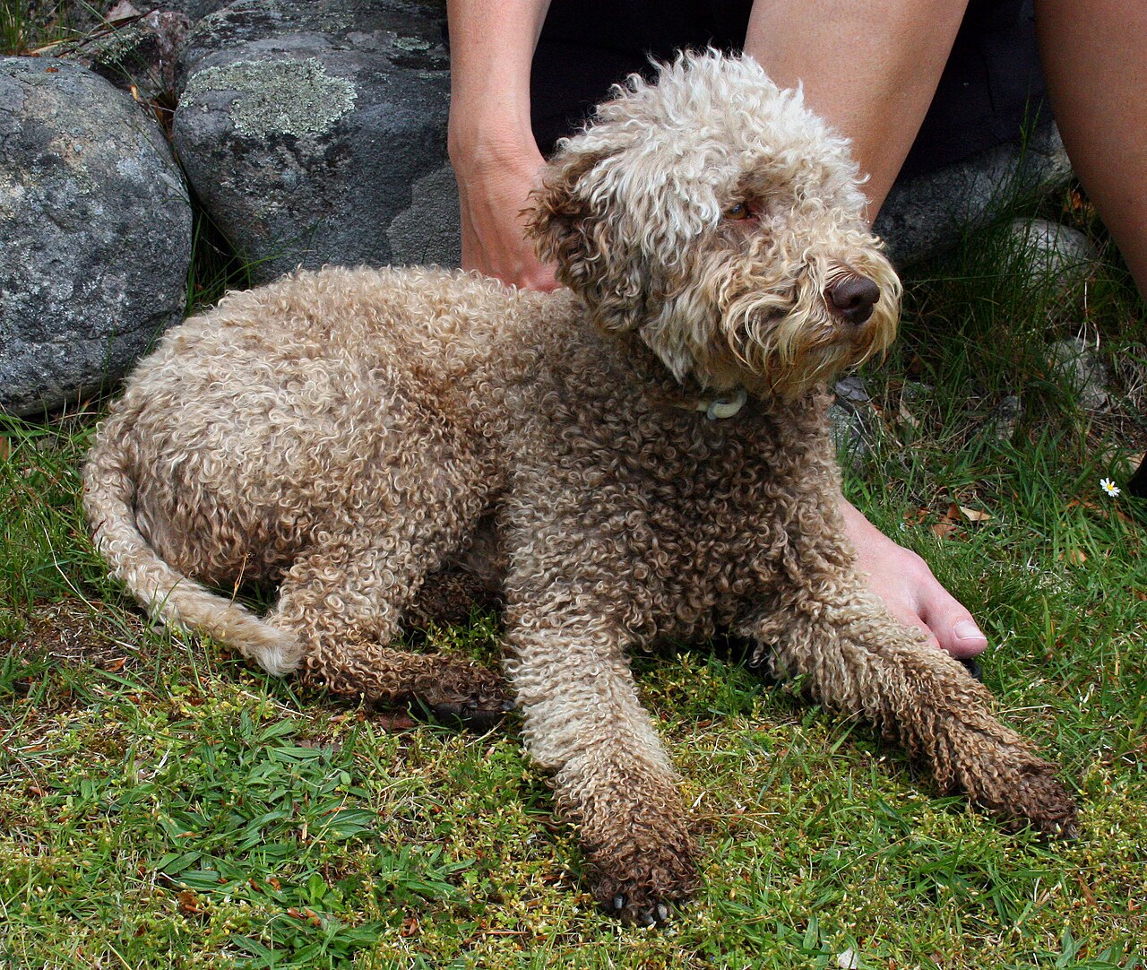 Lagotto Romagnolo — 6