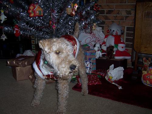 Lakeland Terrier — 1