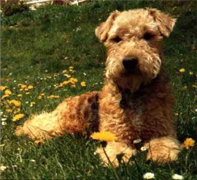 Lakeland Terrier — 2