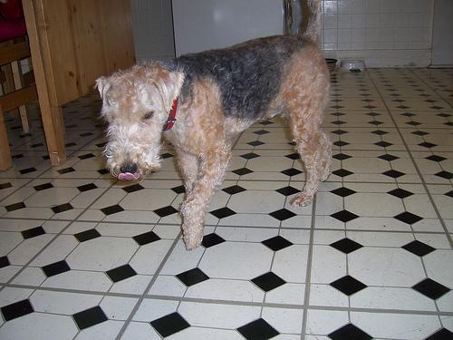 Lakeland Terrier — 3