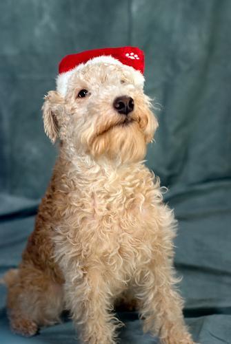 Lakeland Terrier — 4