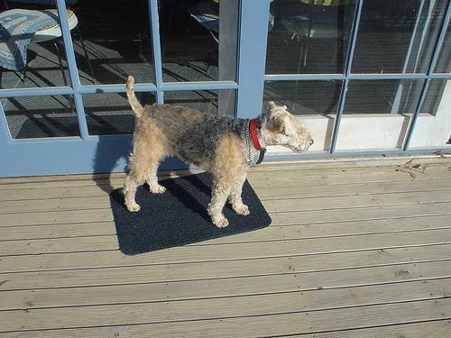 Lakeland Terrier — 5