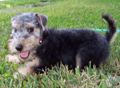 Lakeland Terrier — 6