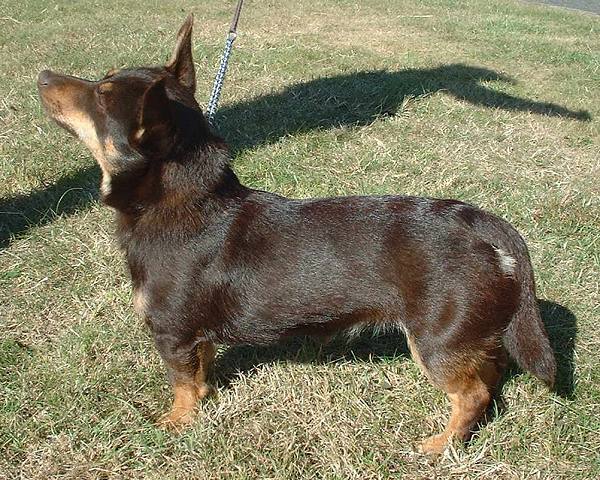 Lancashire Heeler — 1