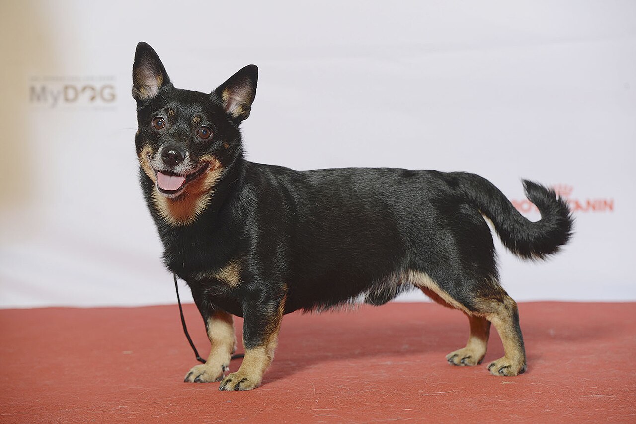 Lancashire Heeler — 6