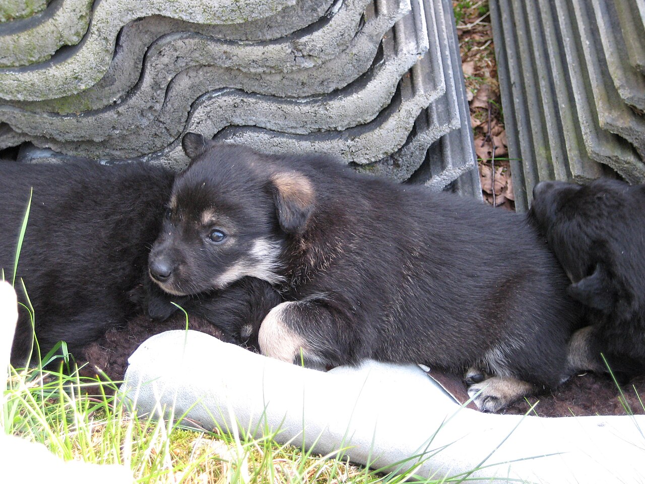 Lapponian Herder — 1