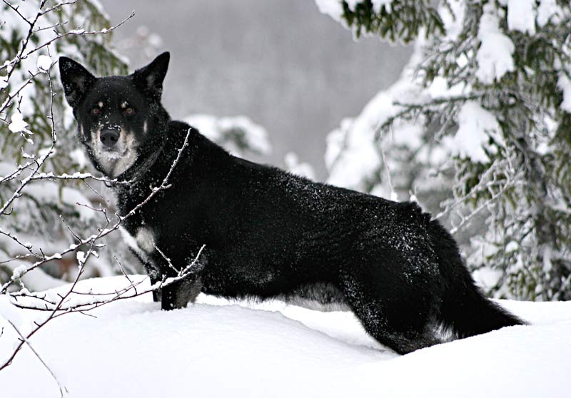 Lapponian Herder — 2