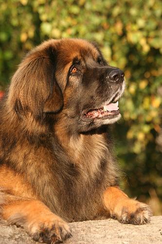 Leonberger — 1