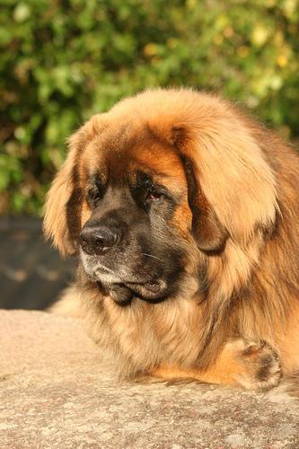 Leonberger — 2