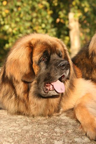 Leonberger — 3