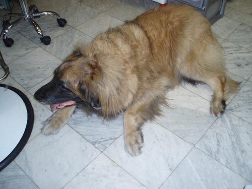Leonberger — 4