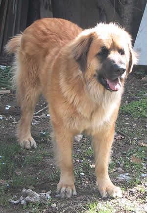 Leonberger — 5